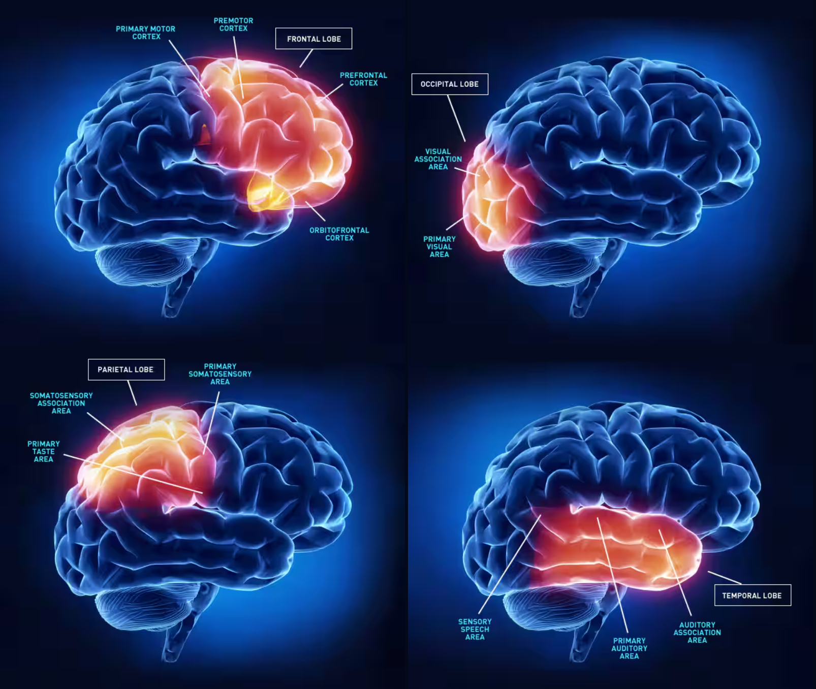 Neuroscience learning theory illustration
